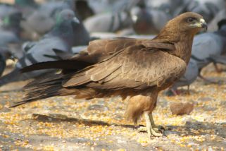 Aquila nipalensis - Steppenadler